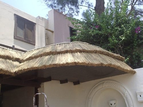 African Reed 24